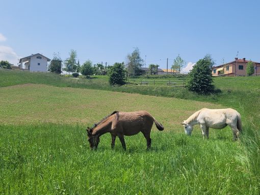 Chiusa di Pesio: per lo sfalcio del verde il Comune pensa ai... muli