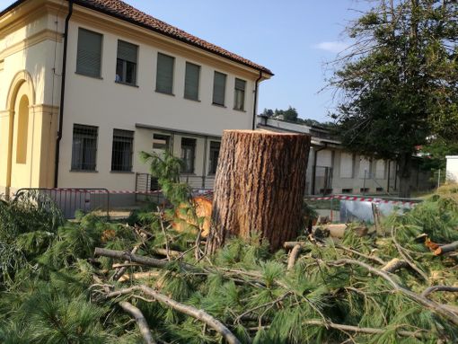 Bra dice addio al pino dell’Himalaya di fronte alla Madonna dei Fiori