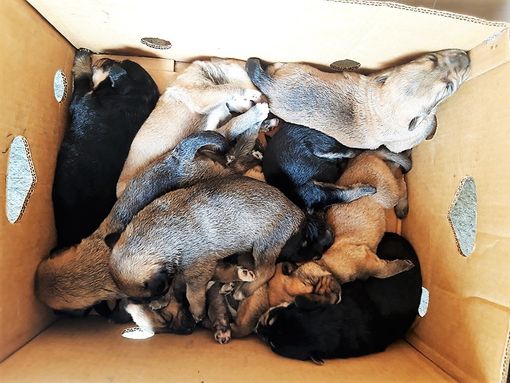 I cuccioli ritrovati nella chiesa Collegiata di Revello