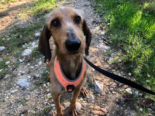 Appello dal Canile Rifugio 281 di San Michele Mondovì per Roy, Spino, Dana e Moka