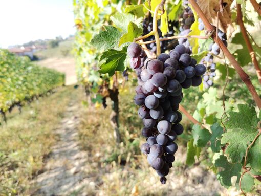 "Terre del Barolo" di Castiglione Falletto tra le prime 118 cantine italiane