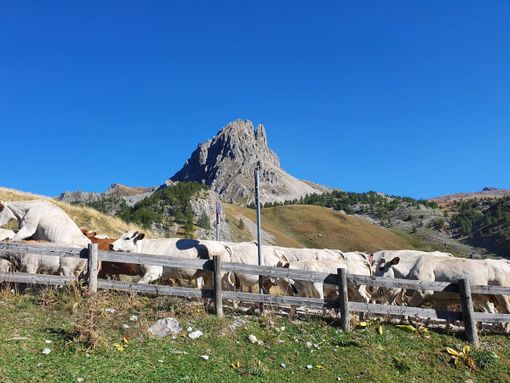 La Regione approva la legge su alpeggi e transumanza