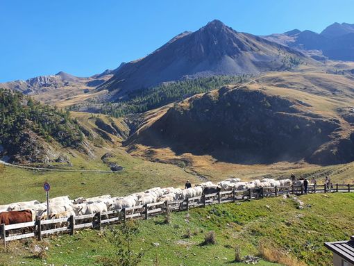 La transumanza in Val Maira, immagine di repertorio