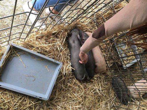 "Vigiliamo sugli animali esposti": l'operato di "Una Zampa per la Vita" alla fiera di Vicoforte (FOTO)