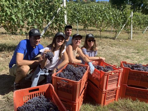 Ad Alba la "vendemmia turistica" torna nei vigneti di Grinzane della scuola enologica Umberto I