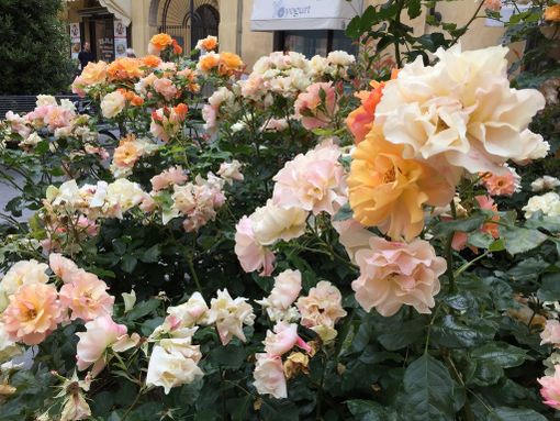 A Palazzo Comunale la premiazione del concorso “Alba in Fiore 2018”