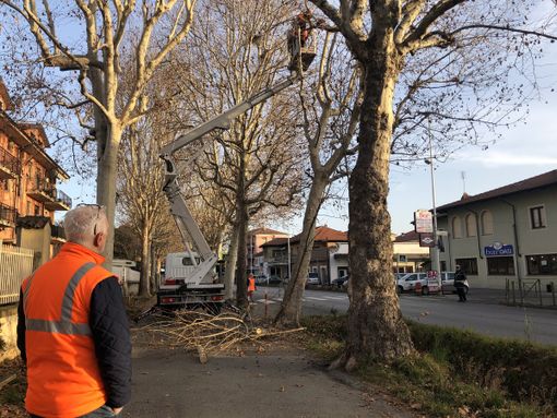 L'abbattimento del platano pericolante