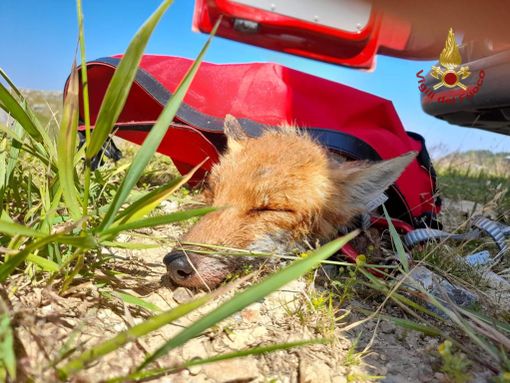 Prato Nevoso: i vigili del fuoco recuperano una volpe bloccata nel laghetto artificiale