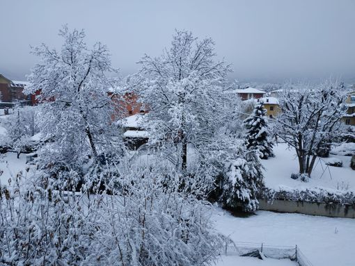 Il sindaco Garnero di Roccabruna scrive in merito alla delibera sul taglio di 32 piante Il sindaco Garnero di Roccabruna scrive in merito alla delibera sul taglio di 32 piante