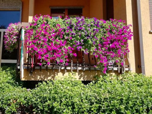 Aperte le iscrizioni al concorso “Alba in fiore” Aperte le iscrizioni al concorso “Alba in fiore”