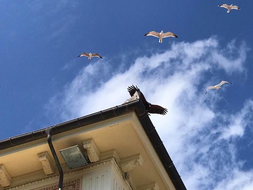 Ecco cos'è il "Bird control": una soluzione all'invadenza da parte di uccelli infestanti Ecco cos'è il "Bird control": una soluzione all'invadenza da parte di uccelli infestanti