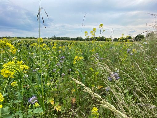 A Rocca de' Baldi la Giornata della Biodiversità agraria