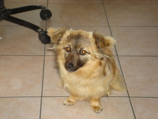 Sos per una volpina che si è persa a Saluzzo