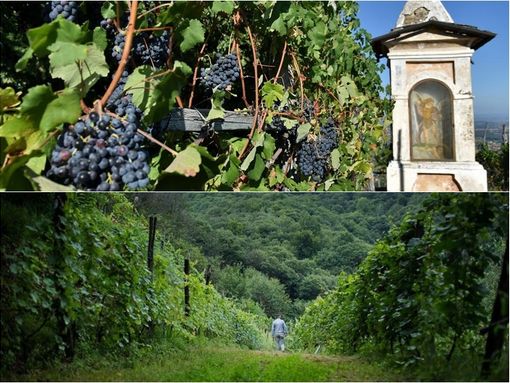 Vini eroici di montagna protagonisti a Saluzzo della rassegna “Svitati”