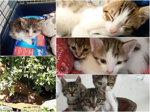 I mici che cercano casaa