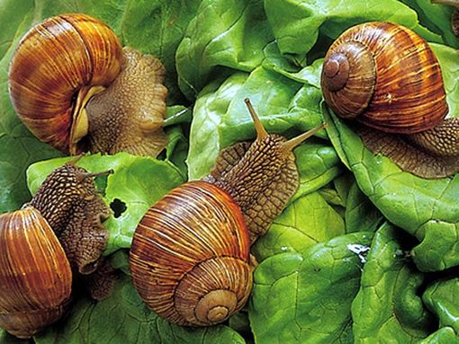 A Cherasco tornano le lumache