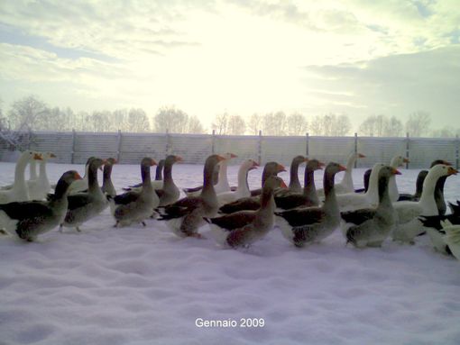 L'uomo che sussurrava alle oche
