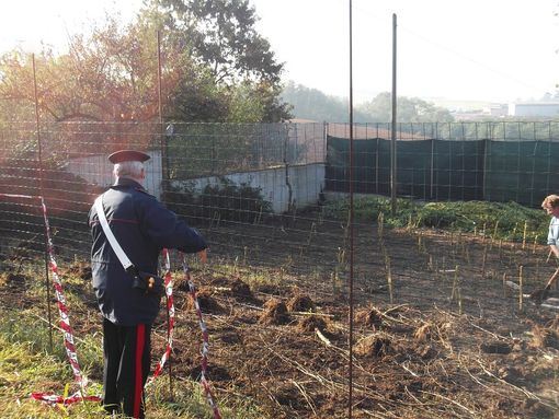 Ceresole d’Alba, 270 metri quadrati di coltivazione di Cannabis: arrestato 41enne