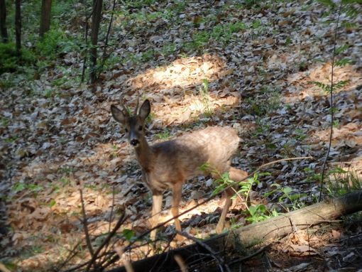 Immagine di repertorio