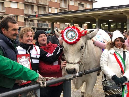 Grande successo per gli allevatori della Fiera del bue grasso di Carru’