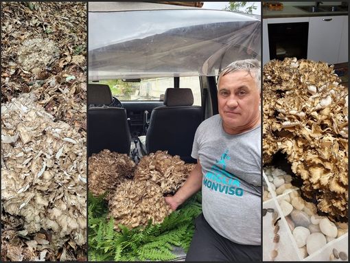 Un “Uluc” da 17,8 kg: eccezionale ritrovamento nei boschi di Rossana