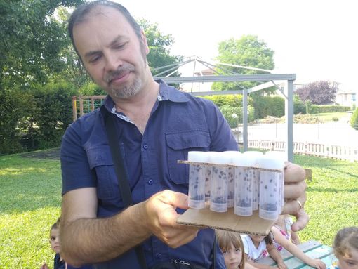 L'intera operazione prevede la liberazione di circa 80 fialette, per un totale di 5.600 coccinelle L'intera operazione prevede la liberazione di circa 80 fialette, per un totale di 5.600 coccinelle