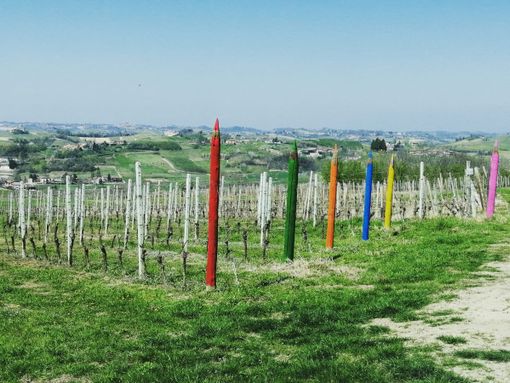 I pali di testa della vigna "dei Magi", dei produttori Gigi Monticone e Silvana Ceccato I pali di testa della vigna "dei Magi", dei produttori Gigi Monticone e Silvana Ceccato