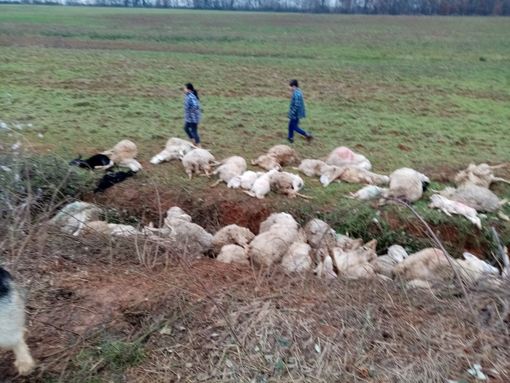 Parte delle 45 pecore che il pastore di Demonte ha visto morire nelle campagne di Sommariva Perno