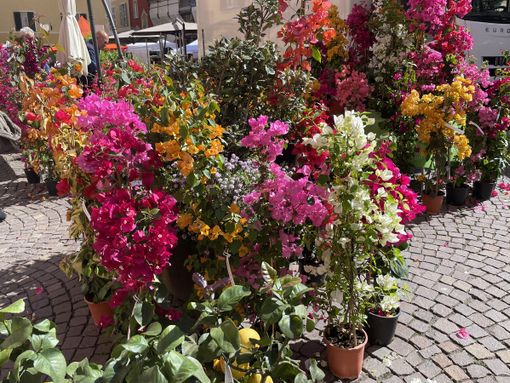 Fiori, piante e giardini: la Città di Mondovì è pronta a colorarsi per la Fiera di Primavera grazie all’estro di Mimma Pallavicini Fiori, piante e giardini: la Città di Mondovì è pronta a colorarsi per la Fiera di Primavera grazie all’estro di Mimma Pallavicini