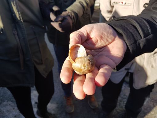 Uno scatto dall'edizione 2017 della Fiera Fredda - foto di repertorio Uno scatto dall'edizione 2017 della Fiera Fredda - foto di repertorio