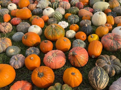 A Piozzo torna la fiera della Zucca: venerdì l'inaugurazione delle 31^ edizione A Piozzo torna la fiera della Zucca: venerdì l'inaugurazione delle 31^ edizione
