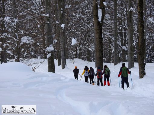 Voglia di fare una ciaspolata nella Granda? Ecco le istruzioni per l’uso