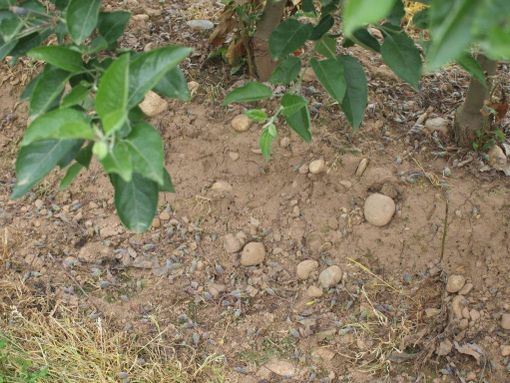 In Granda raccolta mele a rischio: il diradamento chimico fa cadere tutti