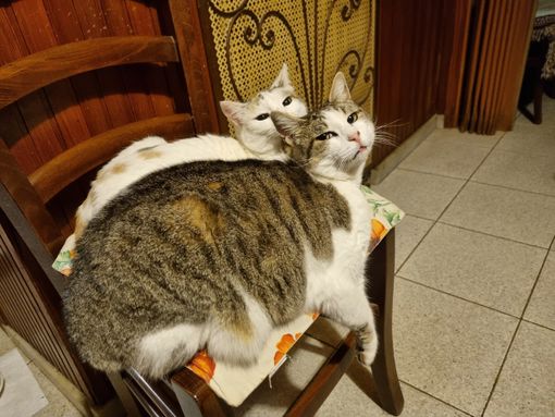 A Borgo San Dalmazzo i gatti più belli del mondo A Borgo San Dalmazzo i gatti più belli del mondo