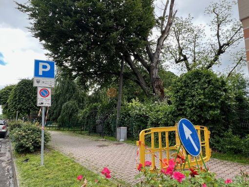 Il comitato Cuneo Centro storico favorevole all'abbattimento del faggio dei giardini Fresia Il comitato Cuneo Centro storico favorevole all'abbattimento del faggio dei giardini Fresia