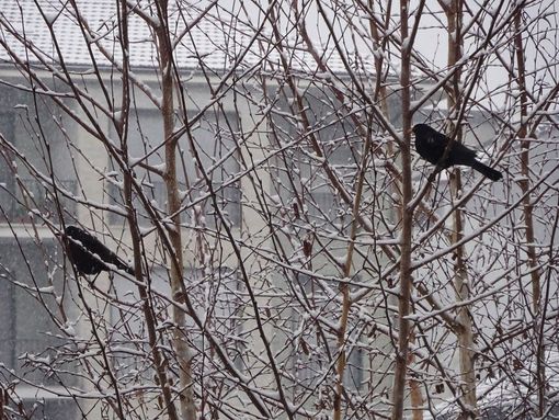 Giorni della merla con il bel tempo, sfatata la tradizione