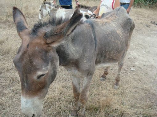 Asinello investito da una macchina a Murazzano