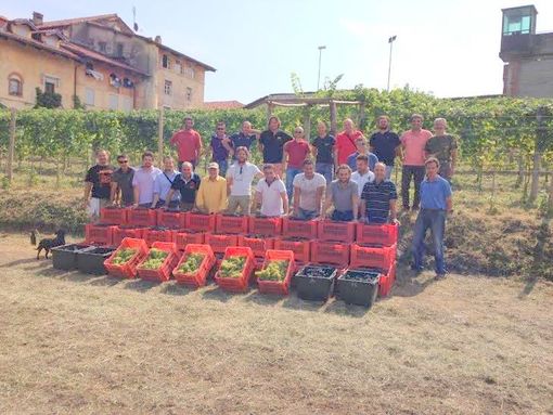 Saluzzo, vendemmia nella Vigna Santa Chiara a ridosso della Castiglia Saluzzo, vendemmia nella Vigna Santa Chiara a ridosso della Castiglia