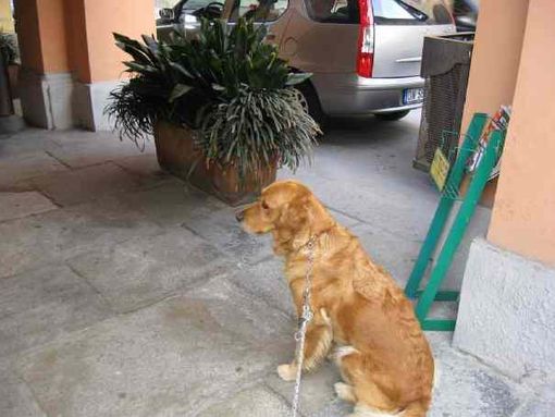 Un cane sotto i portici di Cherasco
