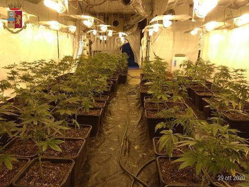 47 chili di marijuana e 225 piantine in una cascina di Canelli: espulso dall'Italia il giovane "coltivatore" albanese