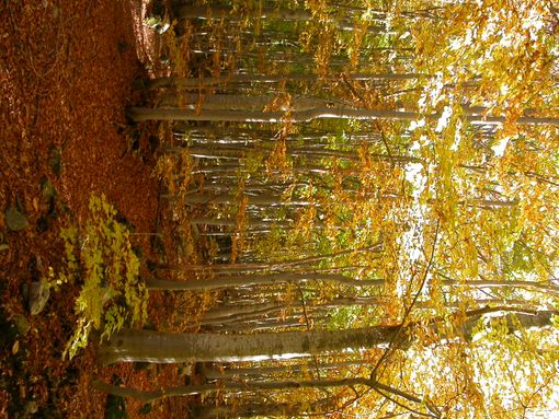 Una faggeta del parco