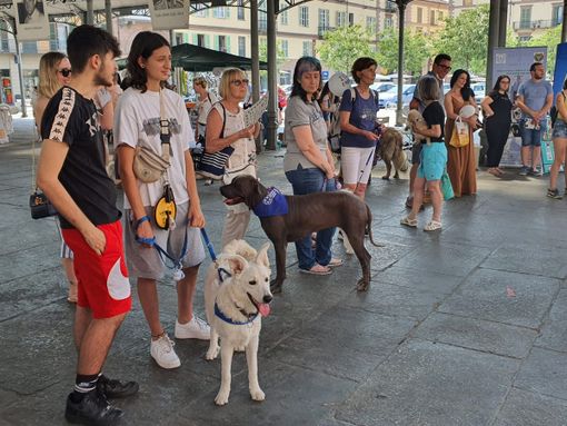 Passerella di cani, nella prima edizione di Nen Mac Tabui a Saluzzo Passerella di cani, nella prima edizione di Nen Mac Tabui a Saluzzo