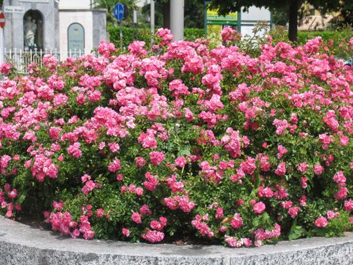 Il sindaco di Trinità invita i suoi concittadini ad adottare un'aiuola