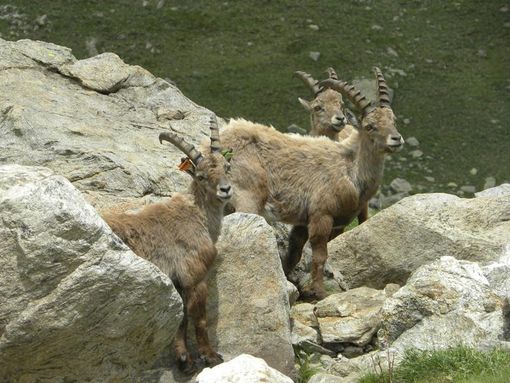 Estate 2012: nelle Marittime i camosci e gli stambecchi "portano gli orecchini"