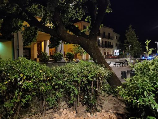 Tiglio cede in viale Mellano, foto di Dario Tallone