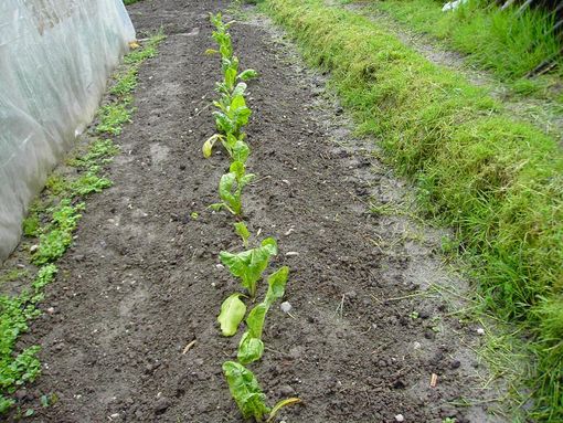 Primavera piovosa, ma gli orti hanno bisogno lo stesso delle nostre cure