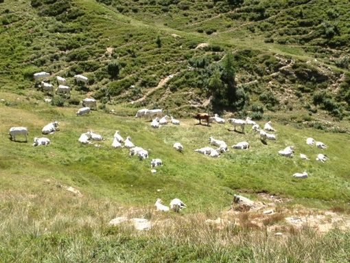 Roccaforte Mondovì assegna per le prossime 5 estati l'alpe pascoliva Pontetto