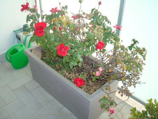 Le rose fiorite su un terrazzo di Cuneo