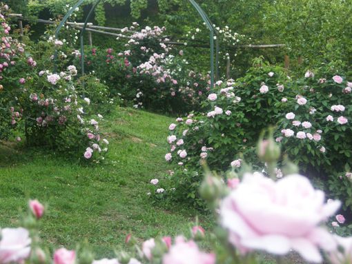 Nel weekend, festa di primavera al vivaio Rosae di Manta