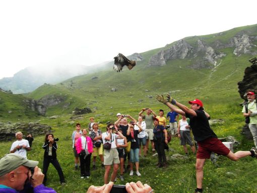 Il momento della liberazione della poiana